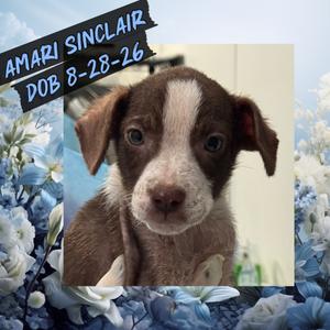 Amari Sinclair, Mixed Breed, puppy, available for adoption