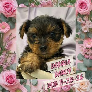 Dabria Darcy (In A Foster Home), Yorkie, Yorkshire Terrie, puppy, available for adoption