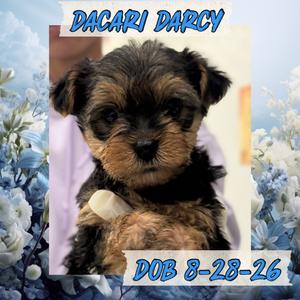 Dacari Darcy (In A Foster Home), Yorkie, Yorkshire Terrie, puppy, available for adoption