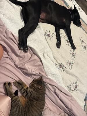Alani Boyd (In A Foster Home), Mixed Breed, adult, available for adoption