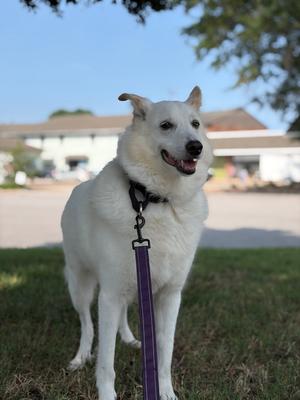 Chase Manhattan (In a Foster Home), Shepherds (All Types), senior, available for adoption