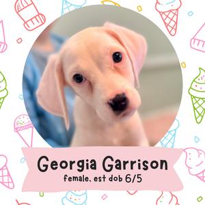 A close-up of a light-colored puppy with floppy ears and dark eyes, set against a background with ice cream cone patterns. The text below reads "Georgia Garrison, female, est dob 6/5".
