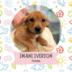 A cute brown puppy with floppy ears and big eyes, sitting on a person's lap. The puppy is named Imani Iverson and is a female.