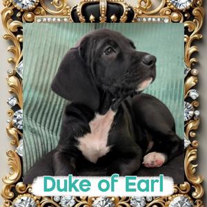 Duke of Earl, Great Pyrenees / Weimaraner, puppy, available for adoption