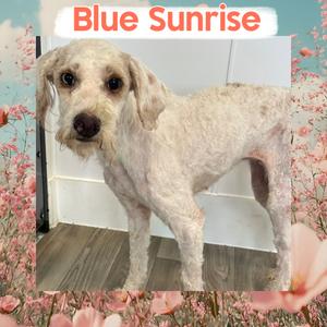 A fluffy white dog standing on a wooden floor, surrounded by pink flowers and a blue sky background with the text "Blue Sunrise" at the top.