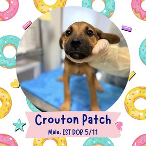 Crouton Patch, Mixed Breed, puppy, available for adoption
