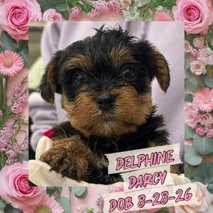 Delphine Darcy (In A Foster Home), Yorkie, Yorkshire Terrie, puppy, available for adoption