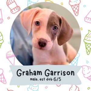 A close-up of a young puppy with a white and brown coat, large floppy ears, and expressive eyes. The background is a soft blue, and the image is framed by a circular border with ice cream cone illustrations. The text below the puppy reads 'Graham Garrison, male, est dob 6/5' in a light blue banner.