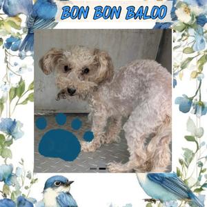 Bon Bon Baloo, Poodle (Miniature), adult, available for adoption