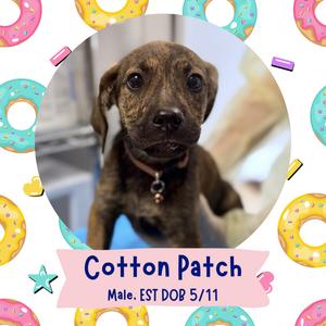 Cotton Patch, Mixed Breed, puppy, available for adoption