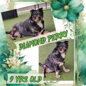 Diamond Perry (Foster Home NEEDED), Blue Heeler, senior, available for adoption