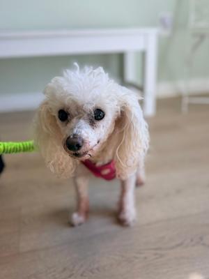 A small white poodle with curly fur standing on a wooden floor, wearing a red harness and a green leash.
