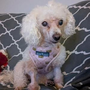Ahri Snuggles (In A Foster Home), Toy Poodle, senior, available for adoption