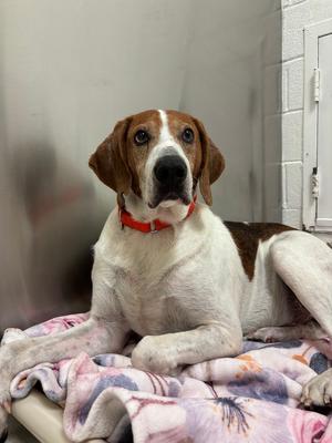 George The Giant, Hounds (All Types), senior, available for adoption