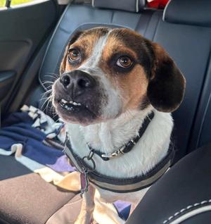 Chewy Walker (In A Foster Home), Beagle, puppy, available for adoption