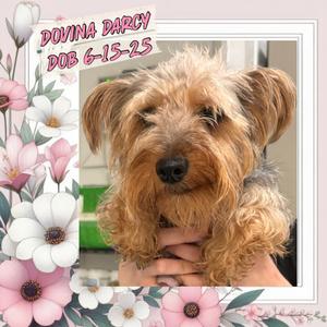 Dovina Darcy (In A Foster Home), Yorkie, Yorkshire Terrie, adult, available for adoption