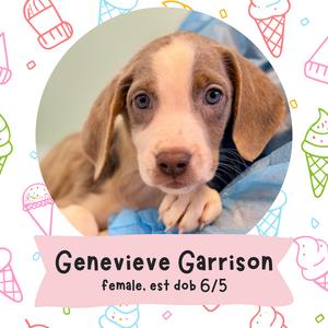 A cute puppy with brown and white fur, big eyes, and floppy ears, lying on a blue blanket. The background is decorated with ice cream cone patterns. The text below reads 'Genevieve Garrison, female, est dob 6/5'.