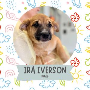 A cute puppy named Ira Iverson, a male, is being held in someone's hands. The background is colorful with a pattern of clouds, flowers, and suns.