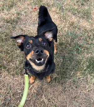 A black and tan dog with perked ears and a green leash, looking up at the camera with its mouth open, standing on grass.