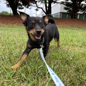 Blink Blink, Mixed Breed, young, available for adoption
