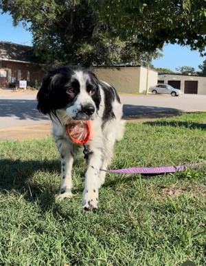 Comic Prescott (In A Foster Home), Spaniels (Medium), adult, available for adoption