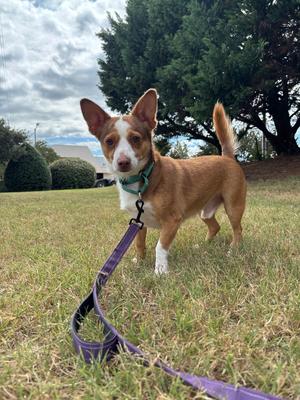 Cooler Trampoline, Pembroke Welsh Corgi, adult, available for adoption