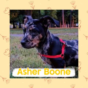 A black and white dog with a red harness lying on grass, with the name "Asher Boone" written below it.