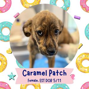 A brown puppy with large eyes and floppy ears, surrounded by colorful donuts and stars. The text below the image reads "Caramel Patch, Female, EST DOB 5/11".