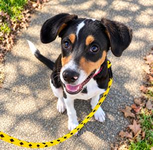 Cooper Garrison  (In A Foster Home), Hounds (All Types), puppy, available for adoption