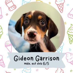 A close-up of a young puppy with large, expressive eyes and floppy ears. The puppy has a black, brown, and white coat. The image is framed within a circular border, with a decorative background featuring ice cream cones and the text "Gideon Garrison, male, est dob 6/5" at the bottom.