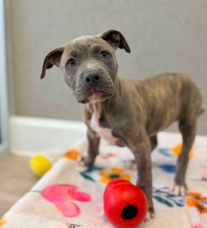 Cinnamon Toast, Pit Bull Terrier, puppy, available for adoption