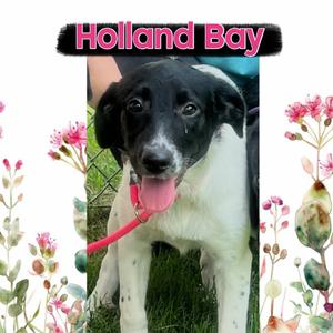 Holland Bay, Mixed Breed, available for adoption