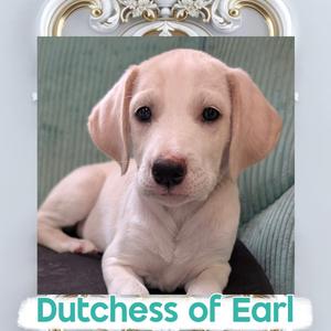 A light-colored puppy with floppy ears sitting on a green cushion, with the text "Duchess of Earl" at the bottom.