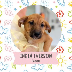 A brown puppy with floppy ears and a white collar, surrounded by colorful doodles and the text 'INDIA IVERSON Female' on a pink banner.