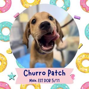 A cheerful dog named Churro Patch, a male with an estimated date of birth of 5/11, is shown with his tongue out in a playful expression. The image is surrounded by colorful donut illustrations.