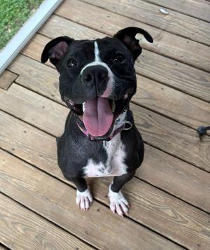 Gladys Jackson (In A Foster Home), Pit Bull Terrier, adult, available for adoption