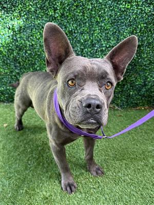 MAGNUS, Bull Terrier, young, available for adoption
