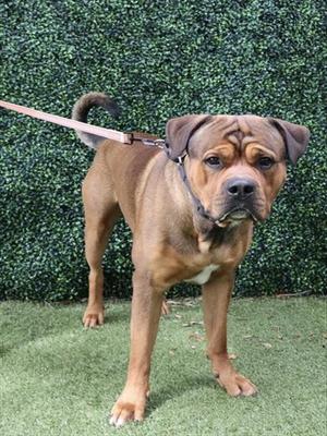 BRISKET, Mastiff, young, available for adoption