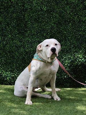 IVORY, American Bulldog, adult, available for adoption