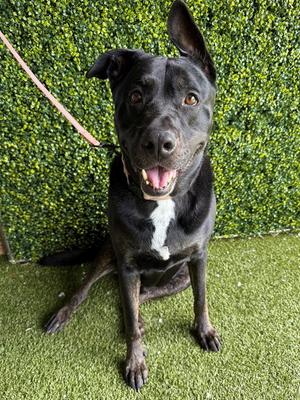 NIXON, Labrador Retriever, senior, available for adoption