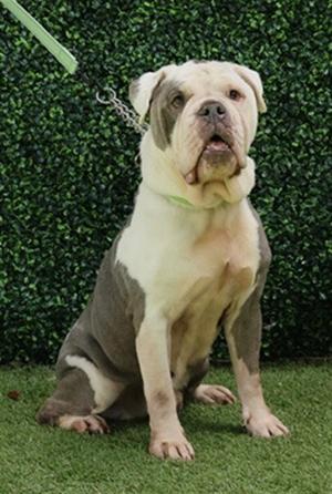 FINN, English Bulldog, senior, available for adoption