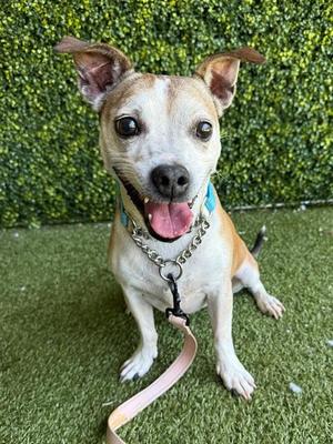 JODIE, Jack Russell Terrier (Parson Russell Terrier), senior, available for adoption
