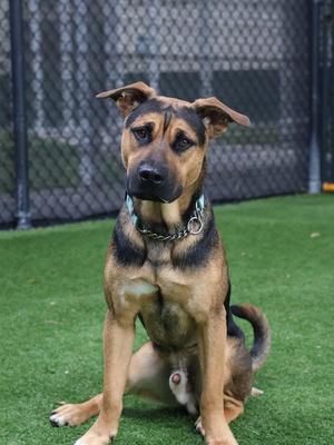 A brown and black dog sitting on green artificial grass, wearing a collar with a tag, looking directly at the camera.