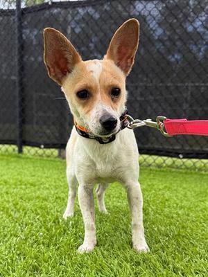 DELILAH, Jack Russell Terrier (Parson Russell Terrier), adult, available for adoption