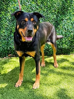 LINDA, Rottweiler, adult, available for adoption