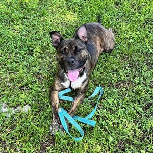 MABEL, Staffordshire Bull Terrier, adult, available for adoption