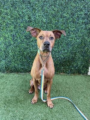 A brown dog sitting on green artificial grass with a green hedge in the background. The dog is wearing a collar and leash.