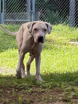 LUNA, Dogo Argentino, adult, available for adoption