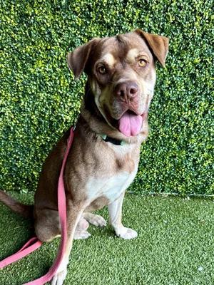 CHIP, Labrador Retriever, adult, available for adoption
