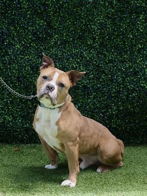 GERALD, Bulldog, adult, available for adoption